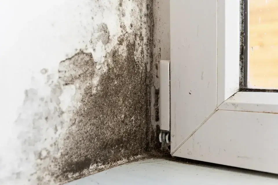 Water Damage Kalama